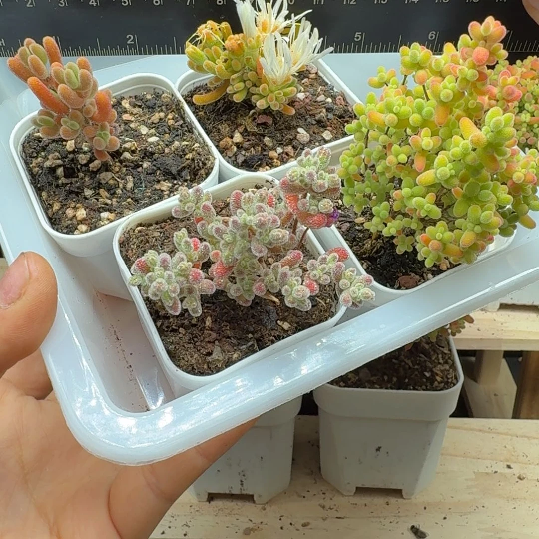 L*Cc130号新手福利一组四颗