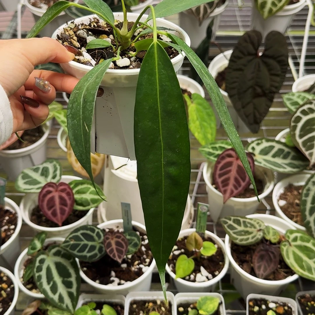 完全开放温蒂领带花烛