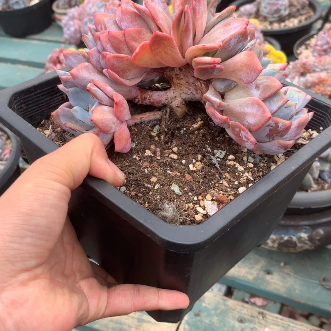 无花朵8头➕缀哈哈哈哈哈哈哈无砍