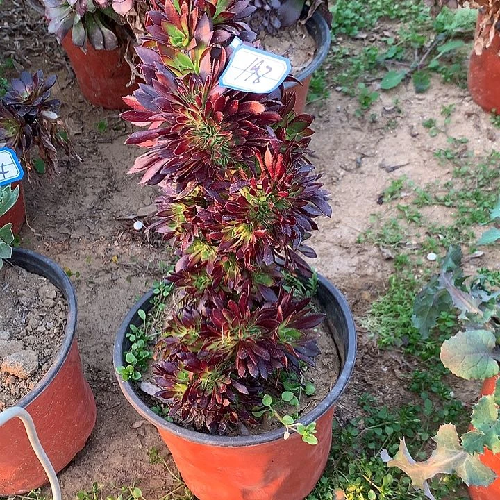 拥****?黑缀多肉植物198