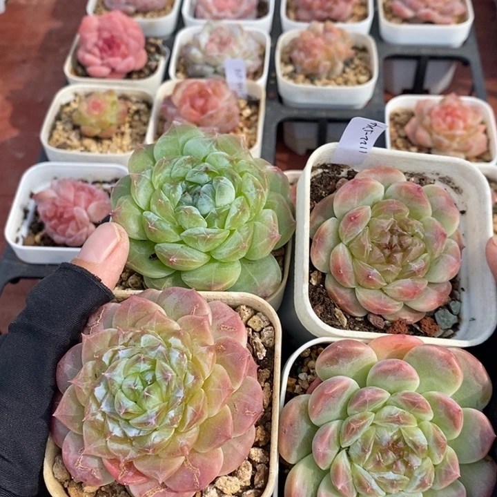 1122-524，冰魄4个