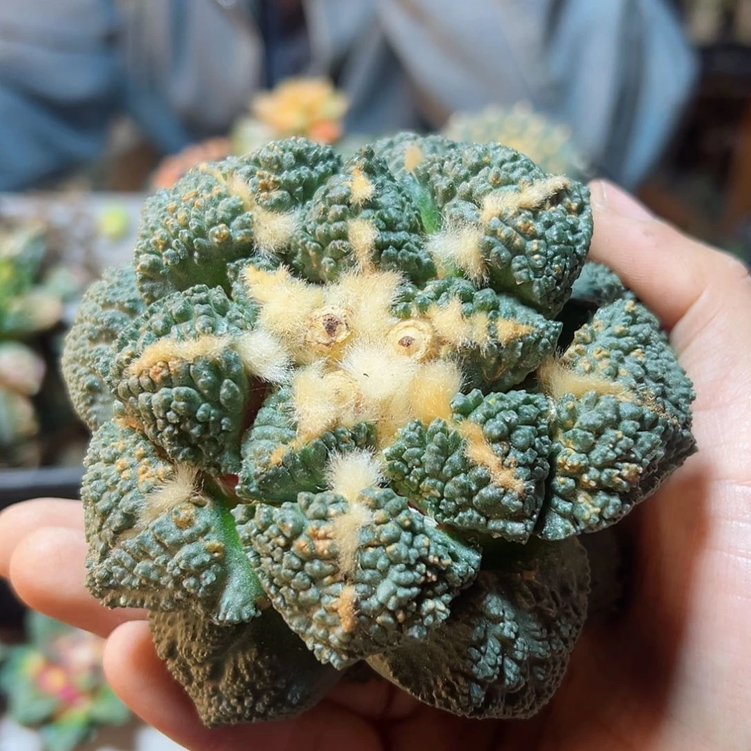 53号龟甲牡丹10公分无根