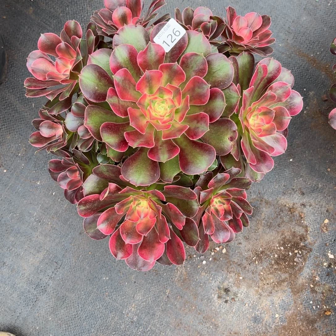 126香妃多肉多肉多肉炖肉