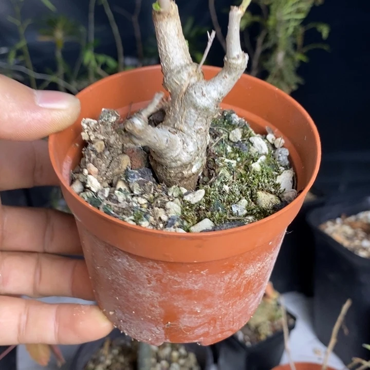 北***萝滔天大错特难的时候也