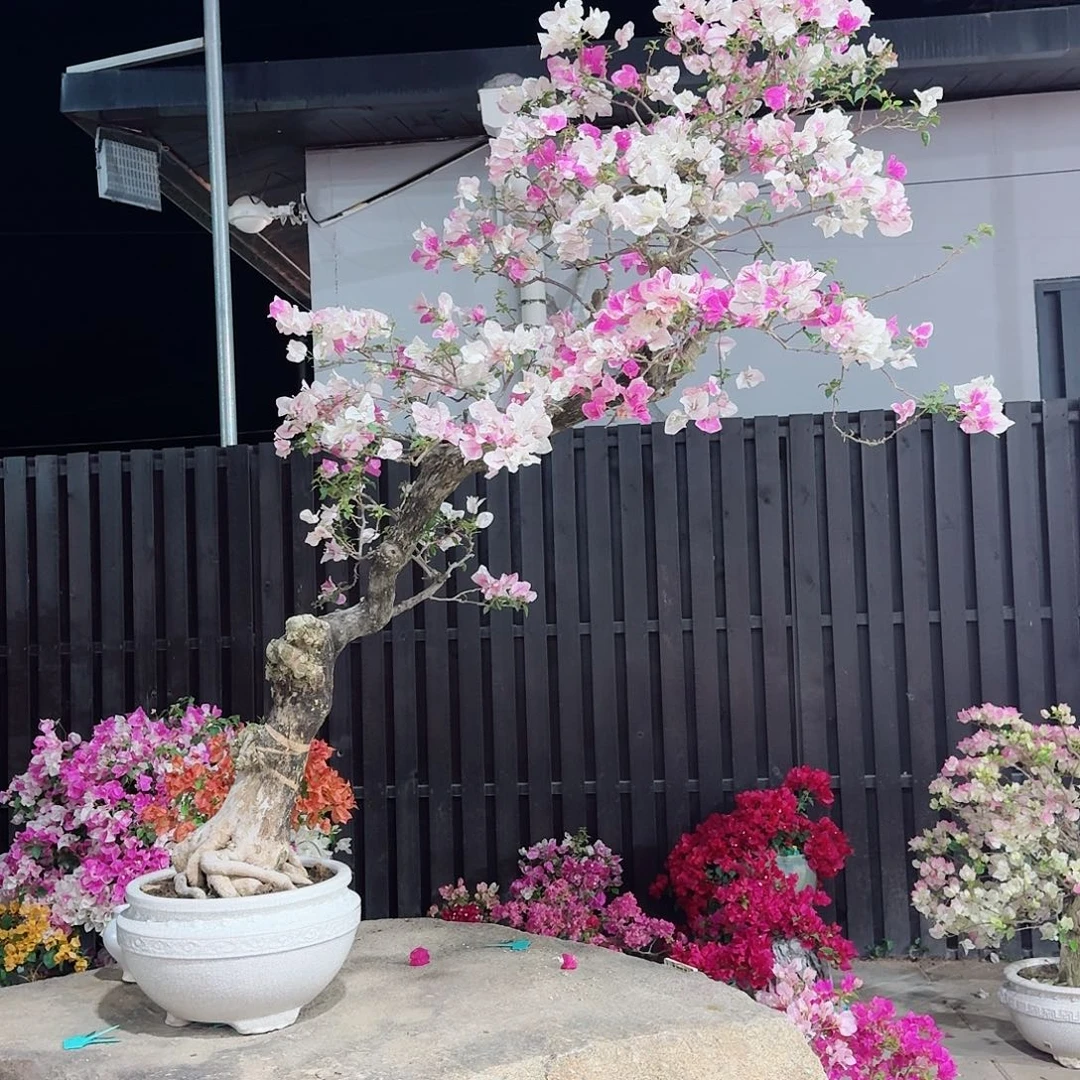 C***n无花朵三角梅三角梅三角梅