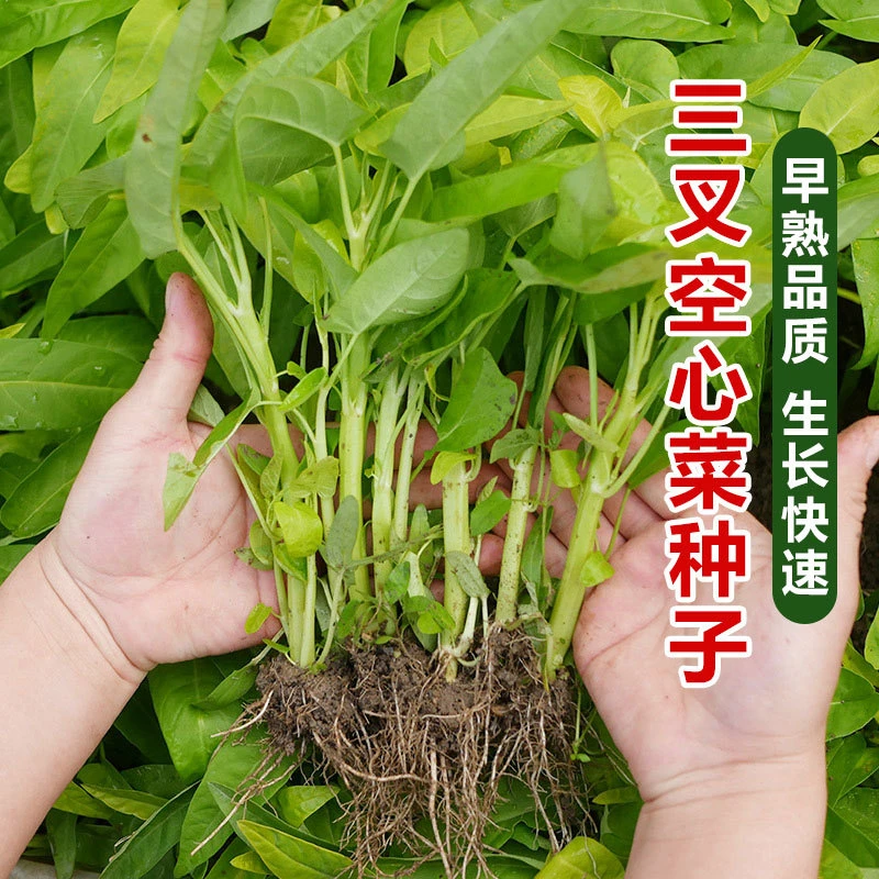 新款【三叉空心菜种子】大叶通心菜种子四季产易阳台盆栽菜