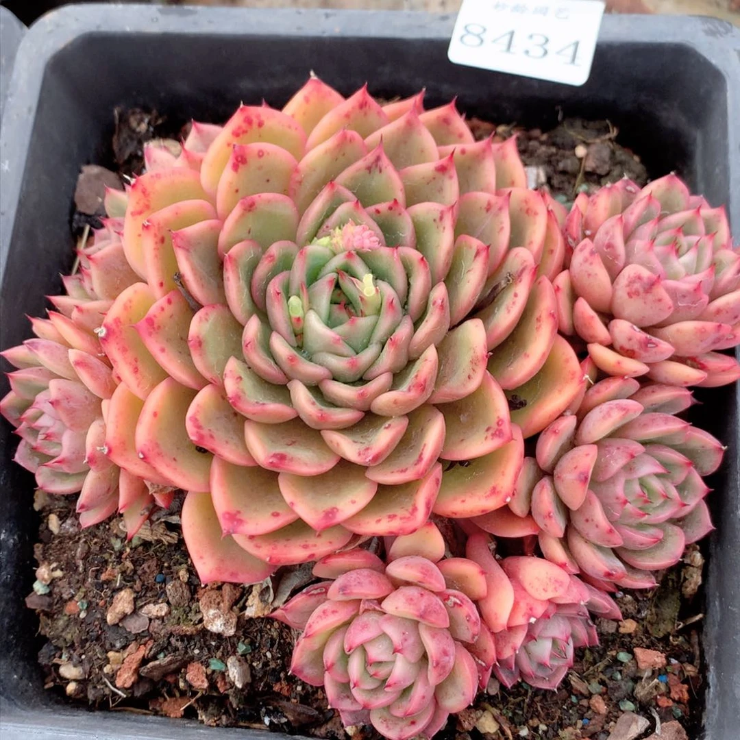 8434杂交多肉植物基地