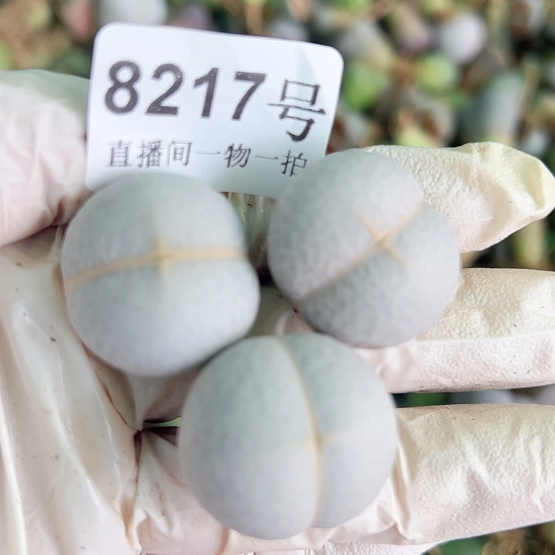 8217 好养易活生石花大母本3个