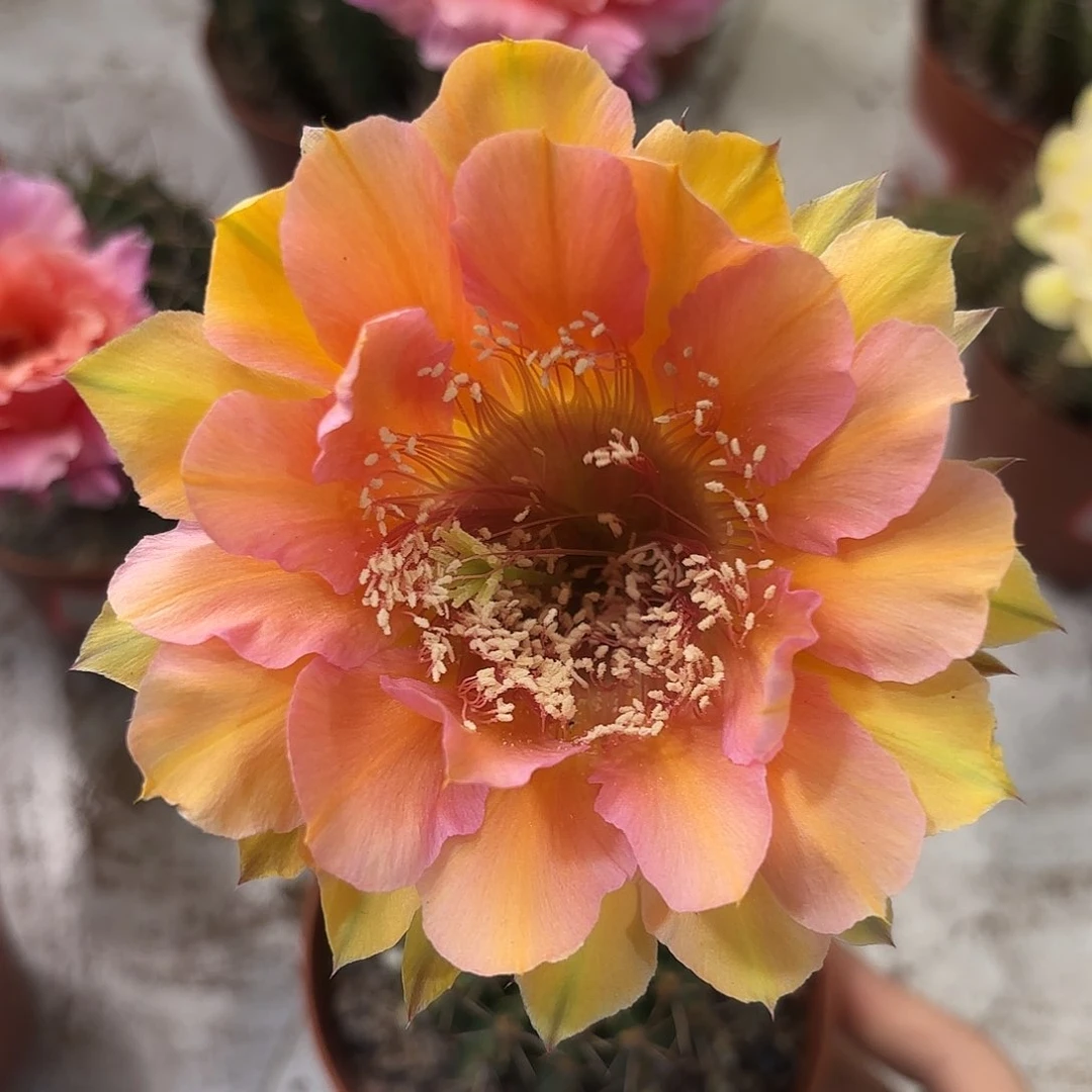 彩草16号6-7公分左右