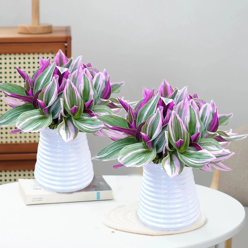 【拍1发2】油画盆栽婚礼吊兰盆栽超好养活紫叶吊兰观叶耐阴植物室内