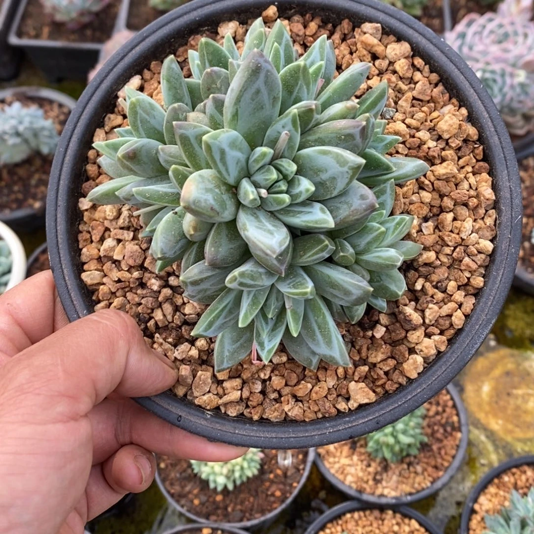 多肉植物一物一拍