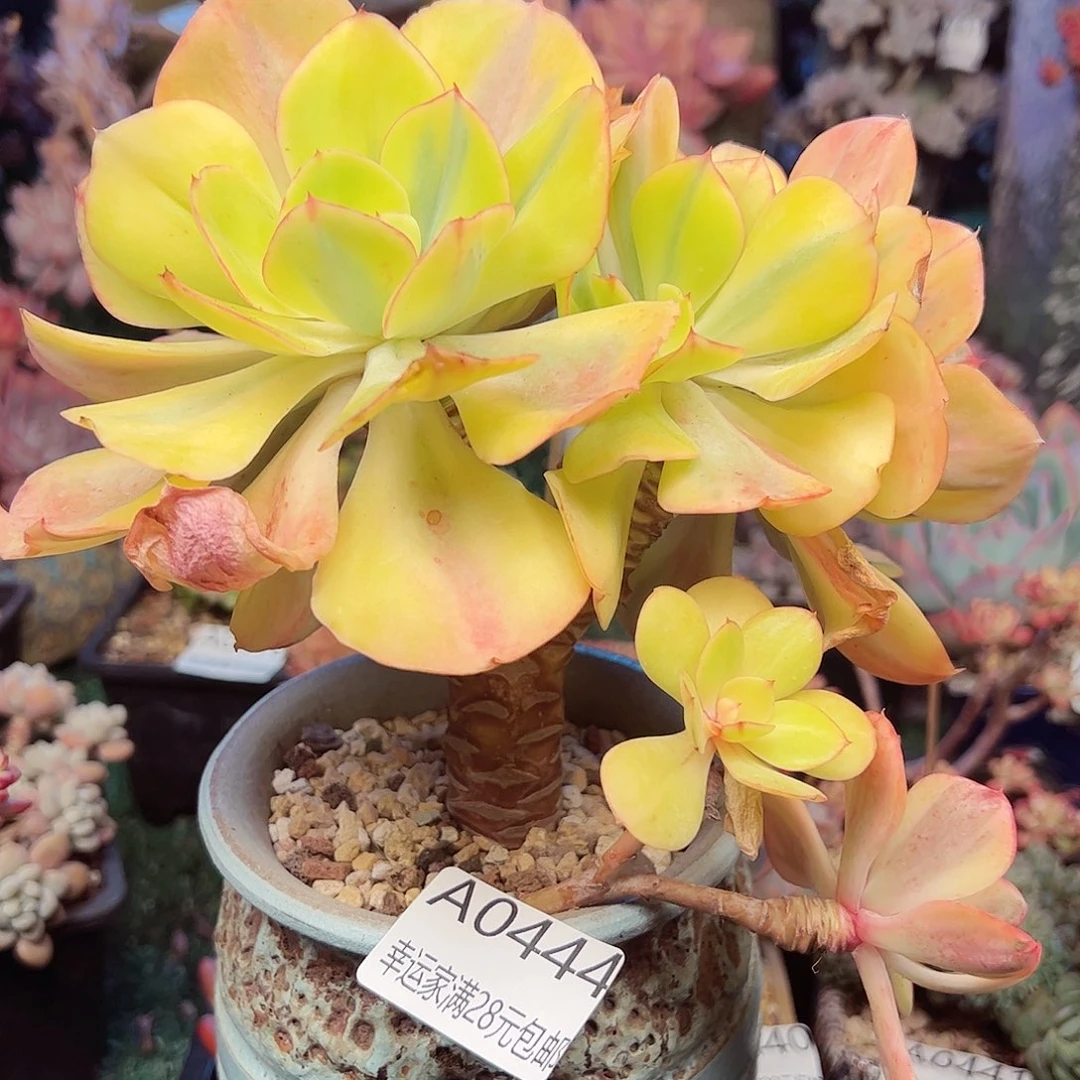 幸运的是我的朋友