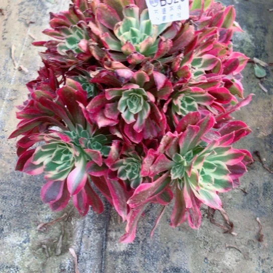 多肉植物女巫520