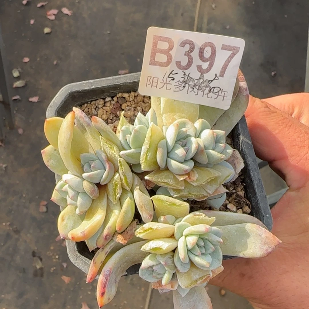 15个头一物一拍的