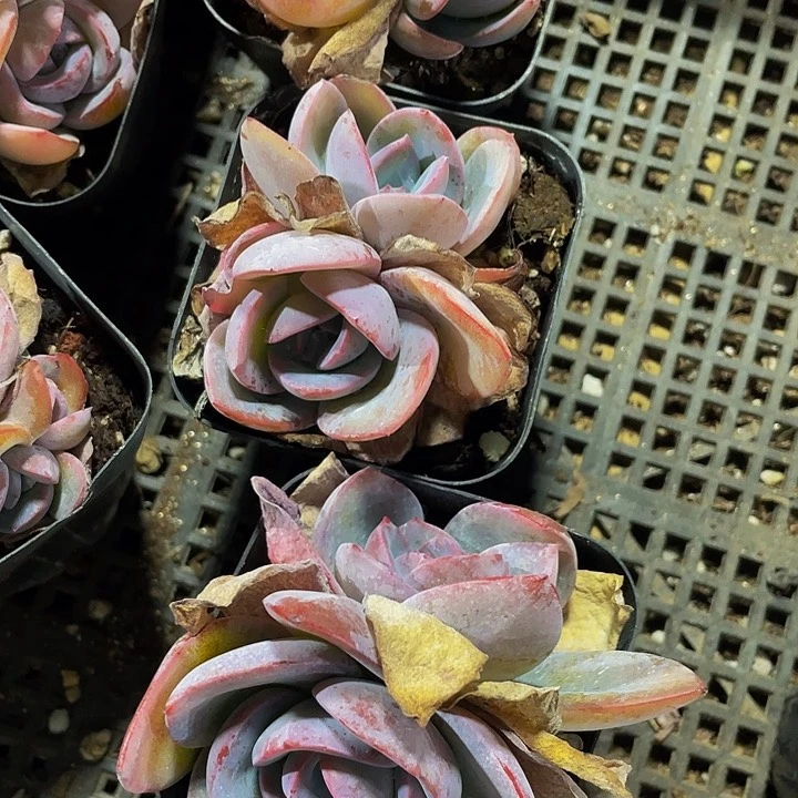 双头布鲁蓝3.8带盆