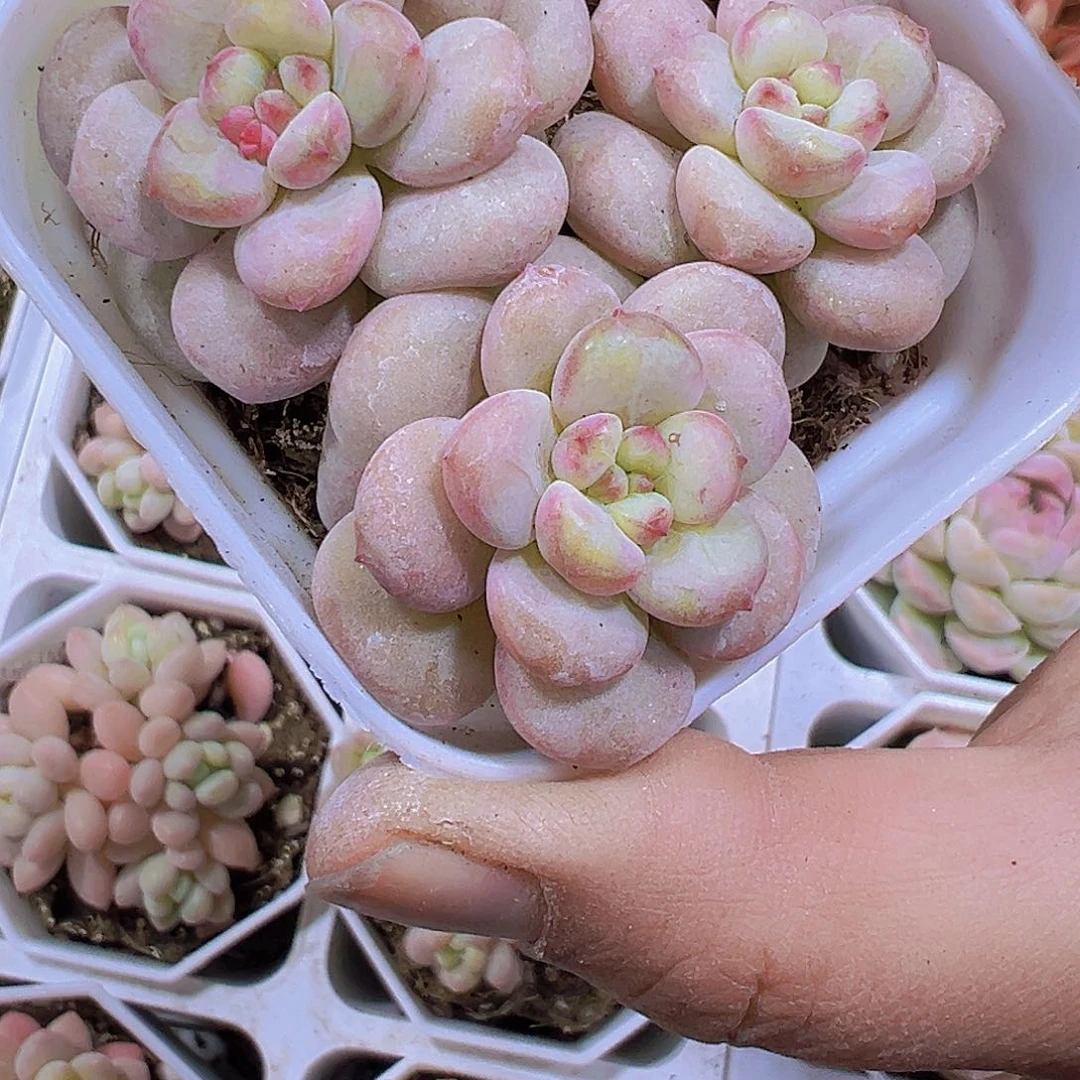 阳光玫瑰群19包邮