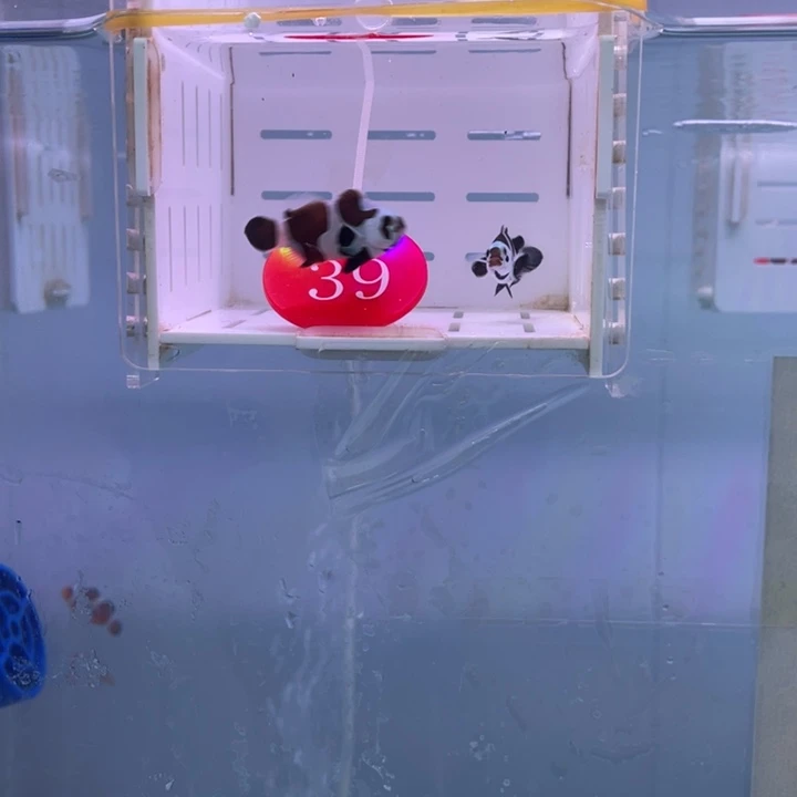 海水鱼精品熊猫2条3-4