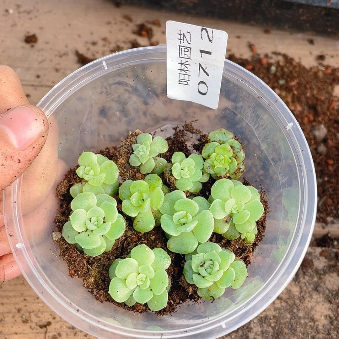 多肉植物多肉植物712