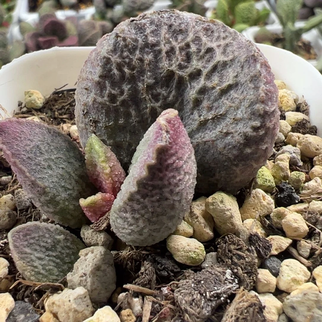 哈莫猪肝大苗多肉植物