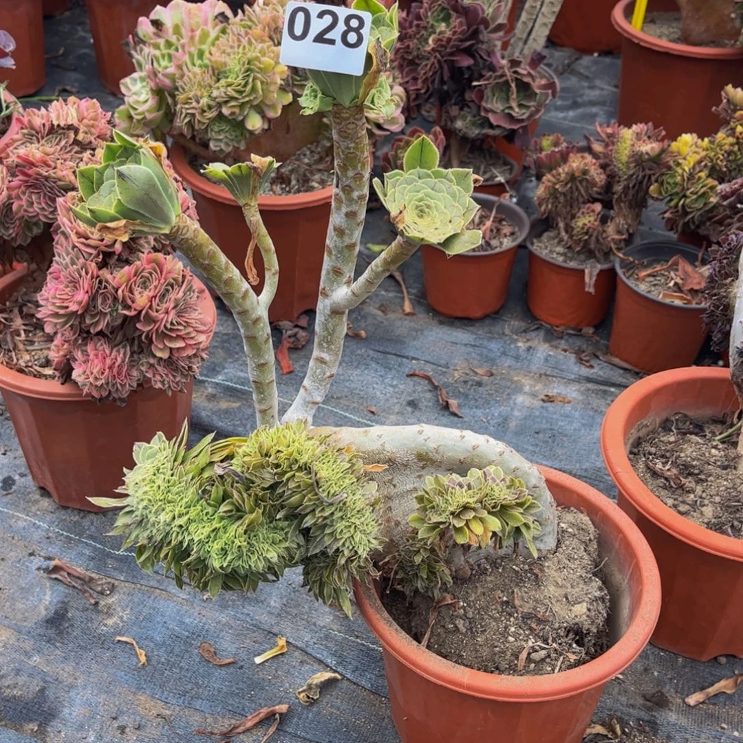 多肉植物原始绿缀028