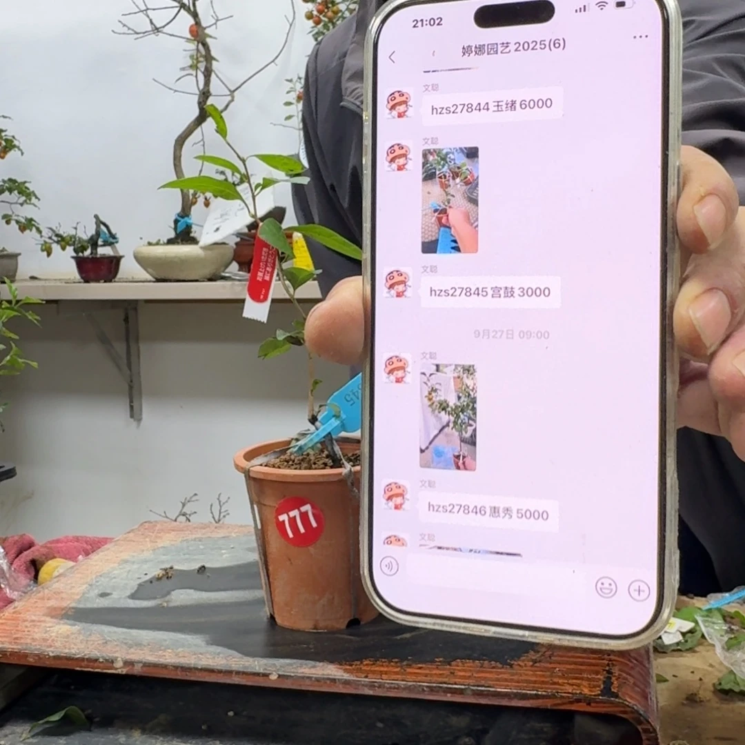 凯***6无花朵777顺丰到付不包邮