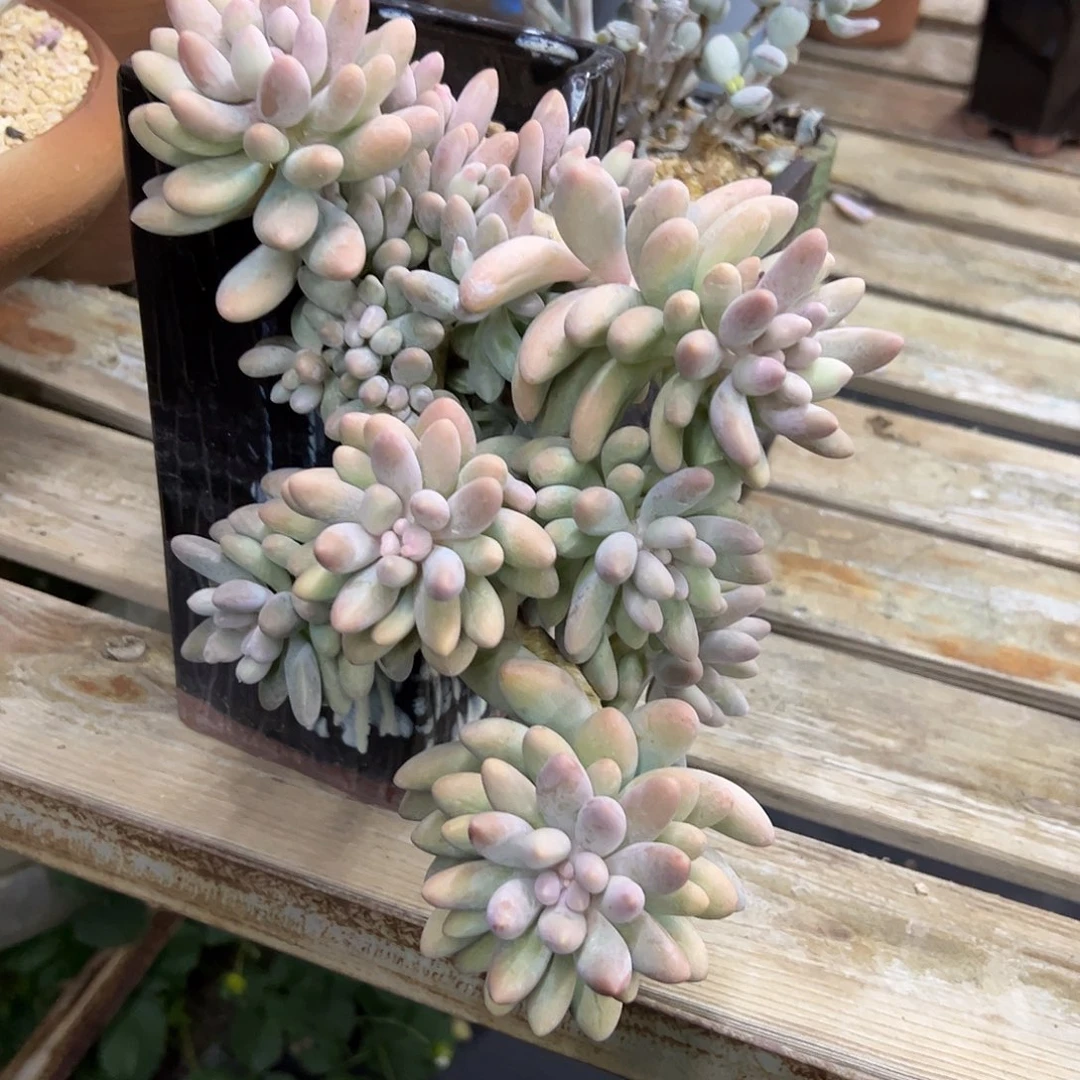 粉色恋人38 零零多肉植物