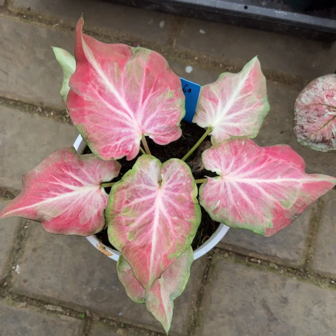 泰国彩叶芋60-1011