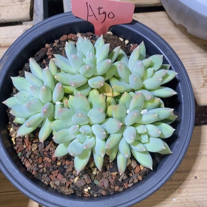 是因为她太喜欢了