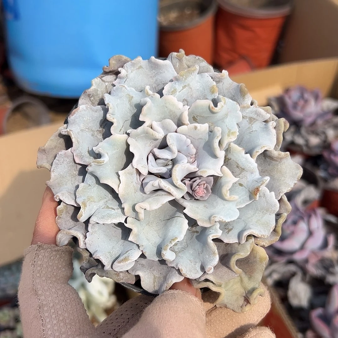 多肉植物多肉植物