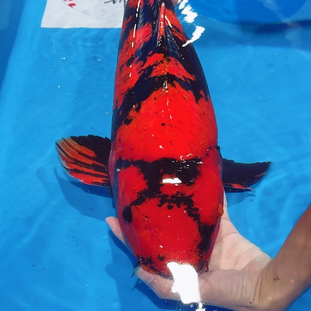海水鱼佛山兴隆锦鲤