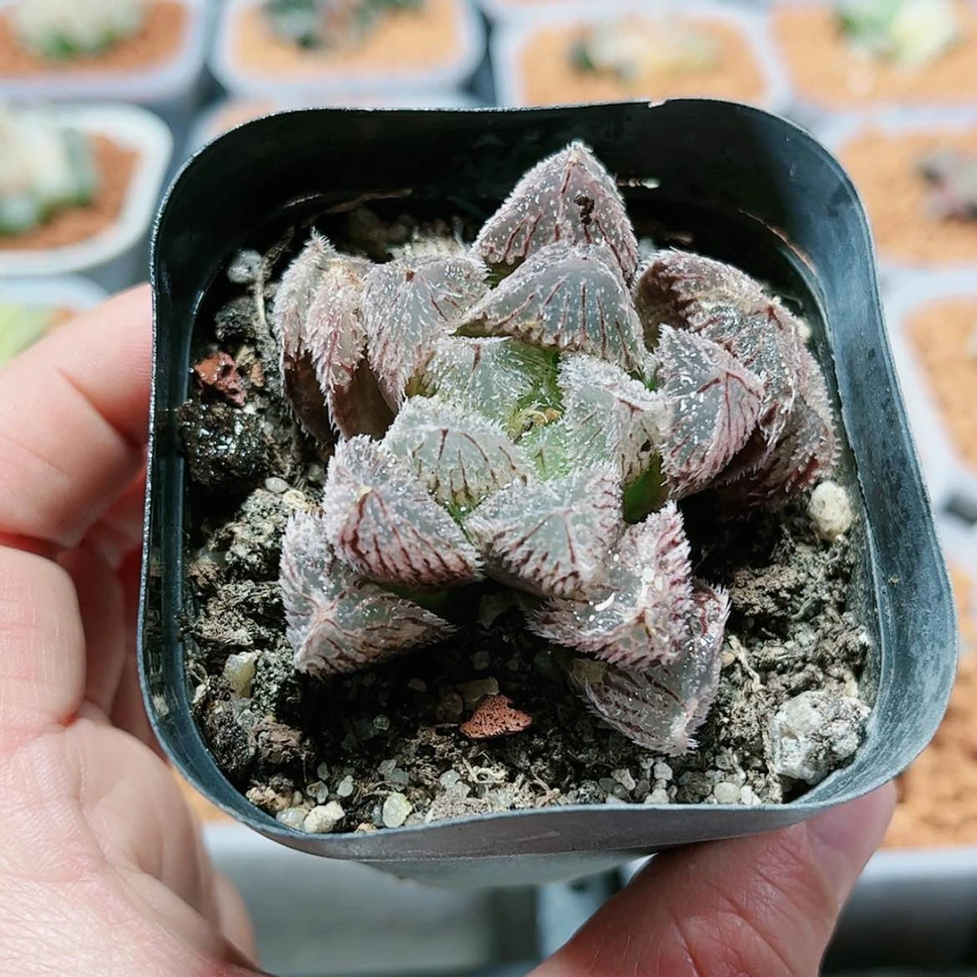 【闪购商品】郎珠玉露