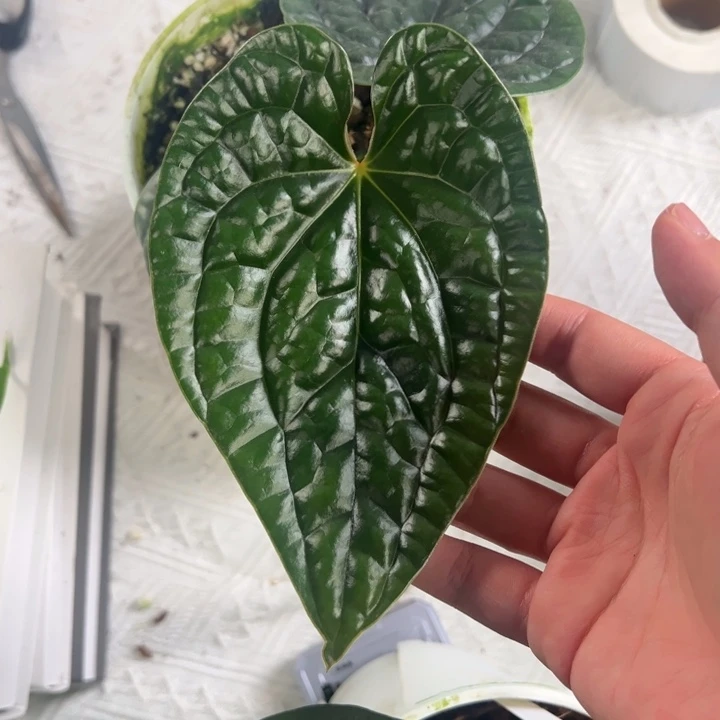 不开花植物母本黑奢切桩