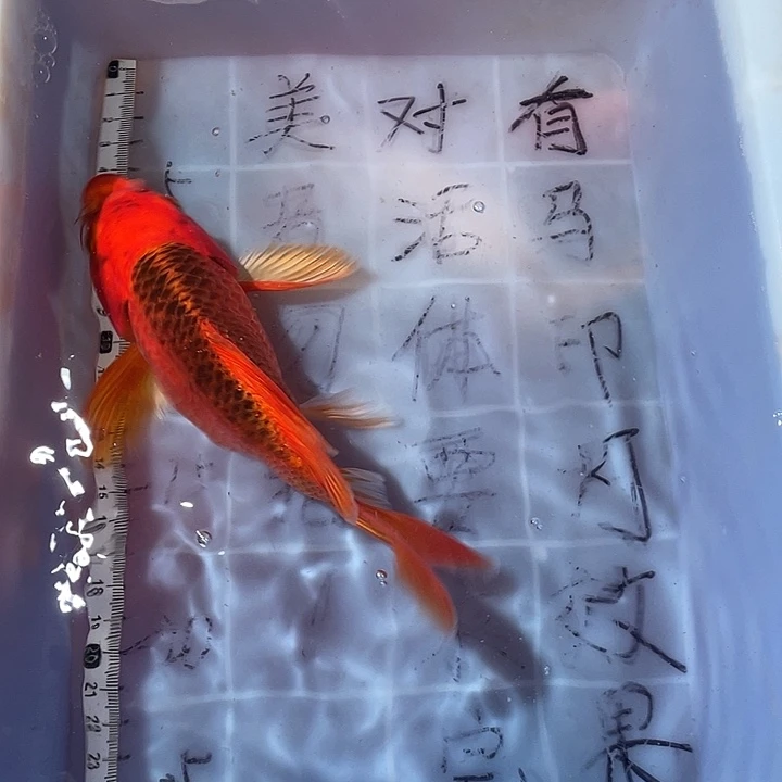 蝴蝶鲤渔场直发61