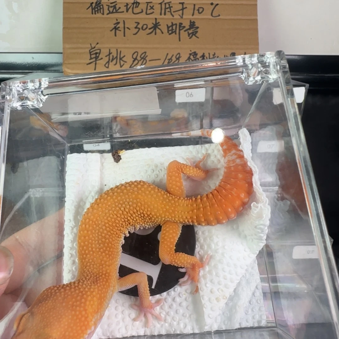 豹纹守宫雨水蜜橘弟弟
