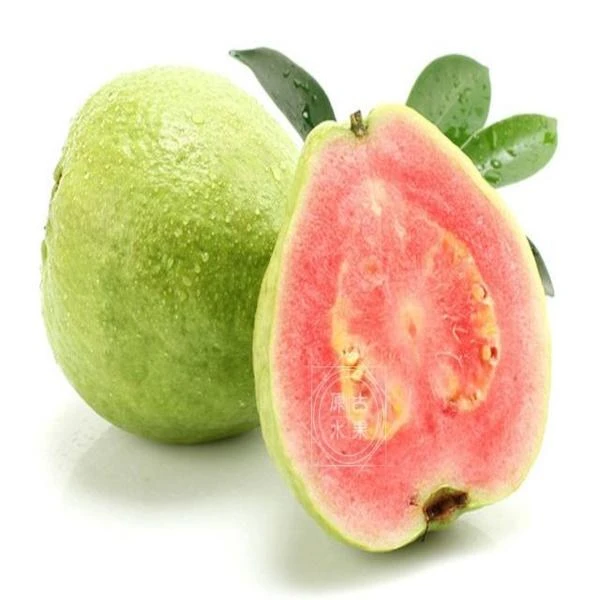 福建红心芭乐番石榴0.5-0.6斤/份（2个果）（放两天口感更佳，不要放冰箱）新鲜