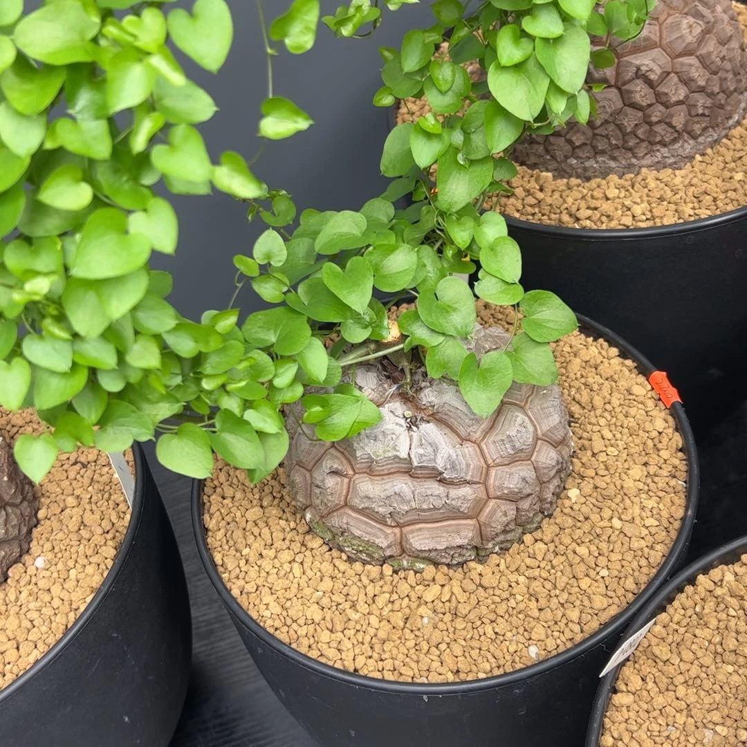 精品盆栽养定的龟甲龙66号