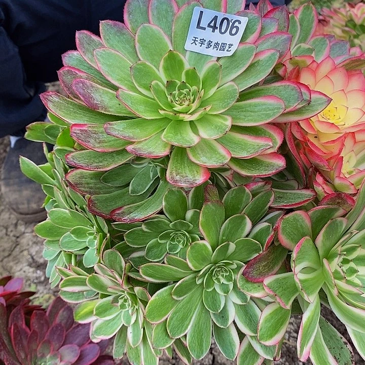 蓝*多肉荔枝超406多肉