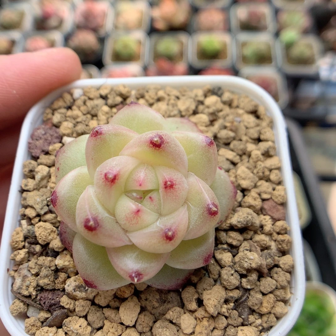 D81定繁编号麦杆M100