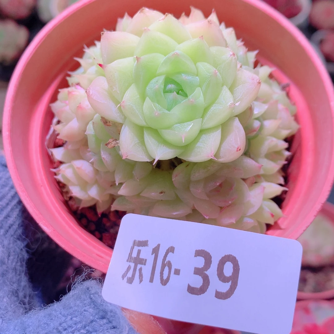 乐然16-39 麦秆群