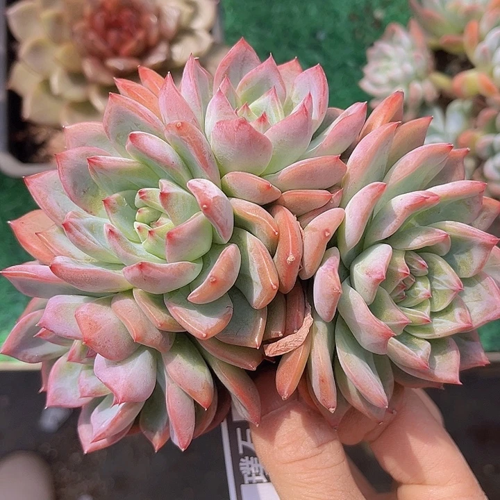 红鸾朵朵2243多肉植物