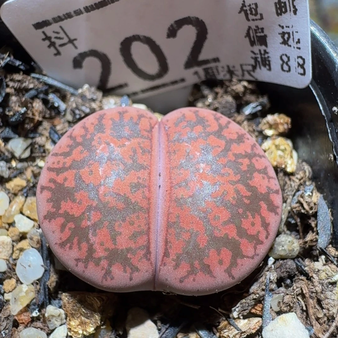 Ssss精品生石花202