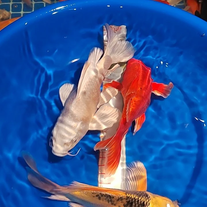 蝴蝶鲤福利3条20公分