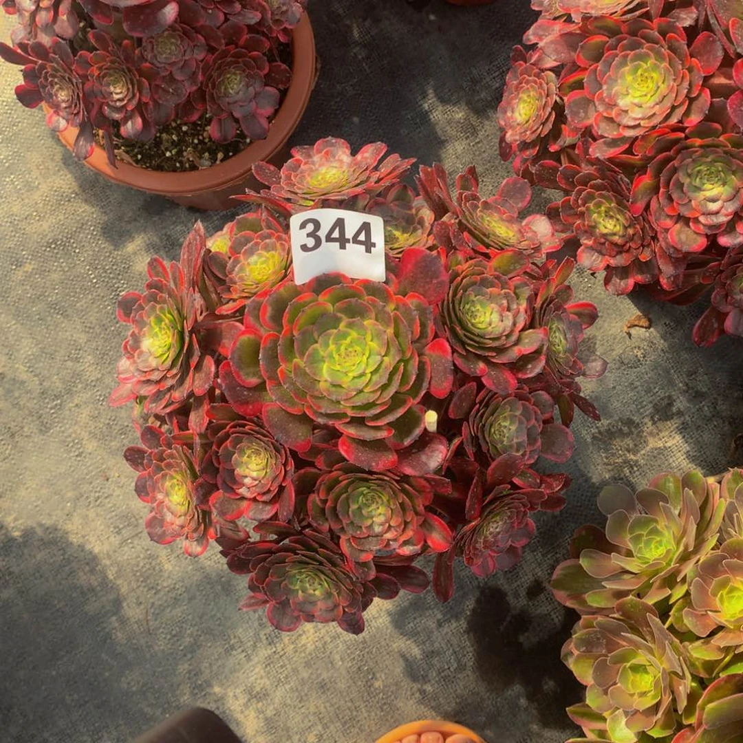 今****福红金刚344法师多肉