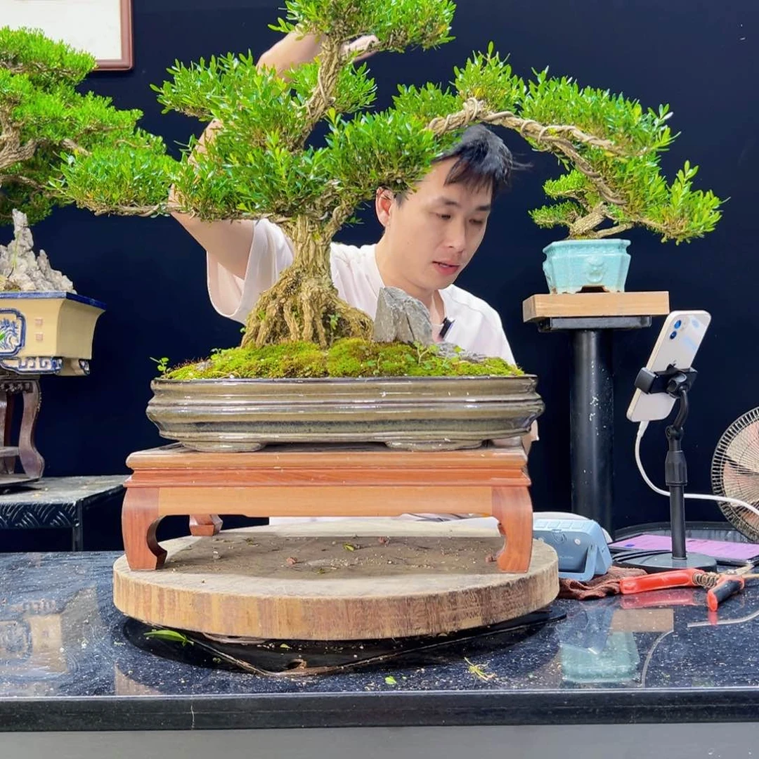 无花朵黄杨盆景四季常青