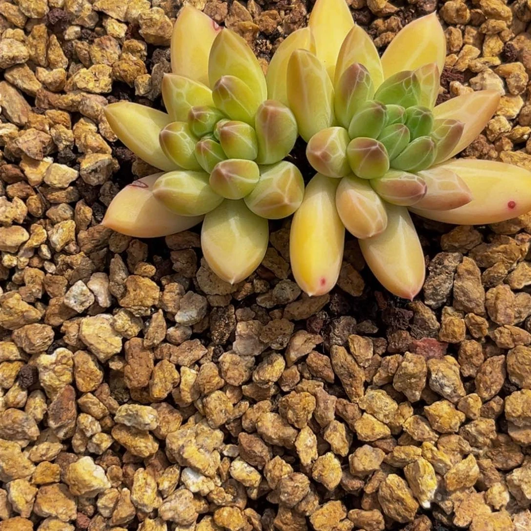 多**物1909上午多肉植物群生