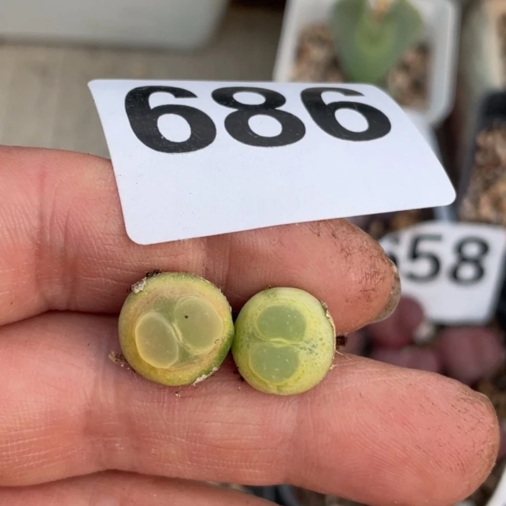 可***冰686拉登两颗母本llllll