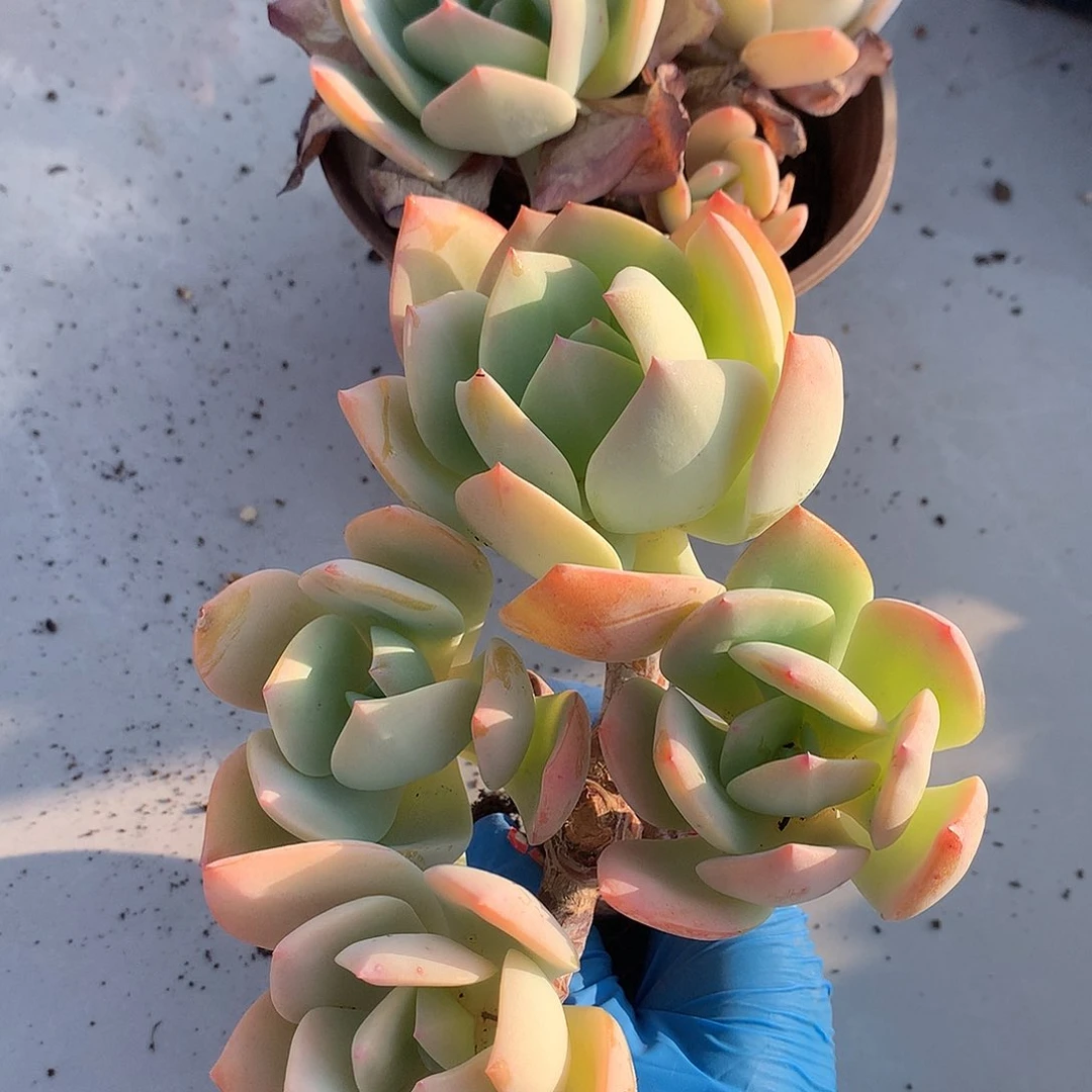 白凤多肉植物两颗