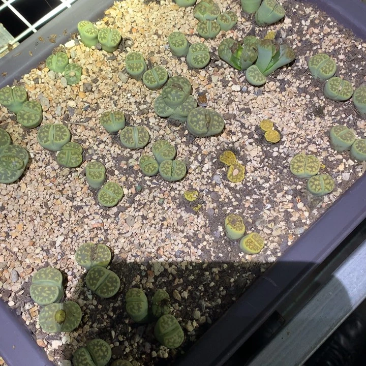 泪***痕精品多肉植物精品多肉