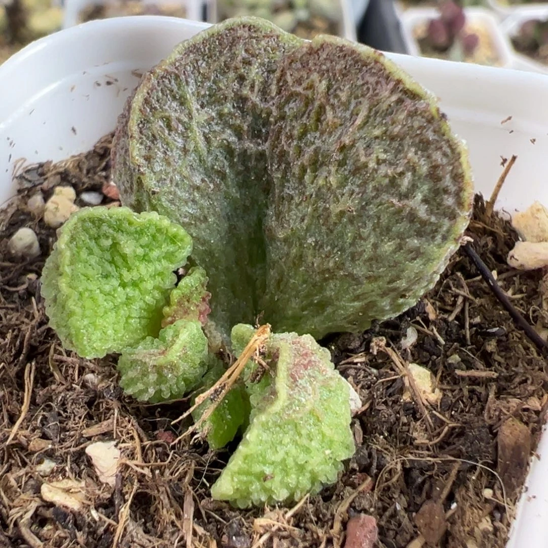 实生新品大苗多肉植物水泡