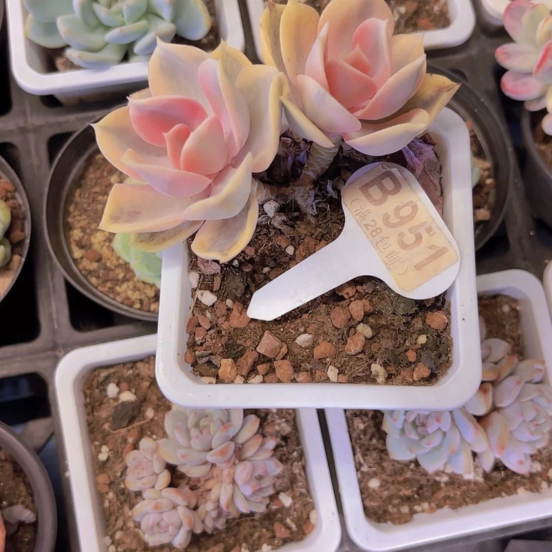 B951彩虹一物语拍多肉